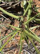 <i>Tricliceras <i>longepedunculatum</i></i> var. longepedunculatum resmi