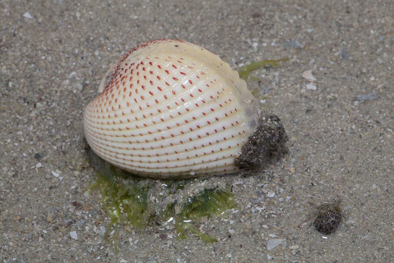 Image of strawberry cockle