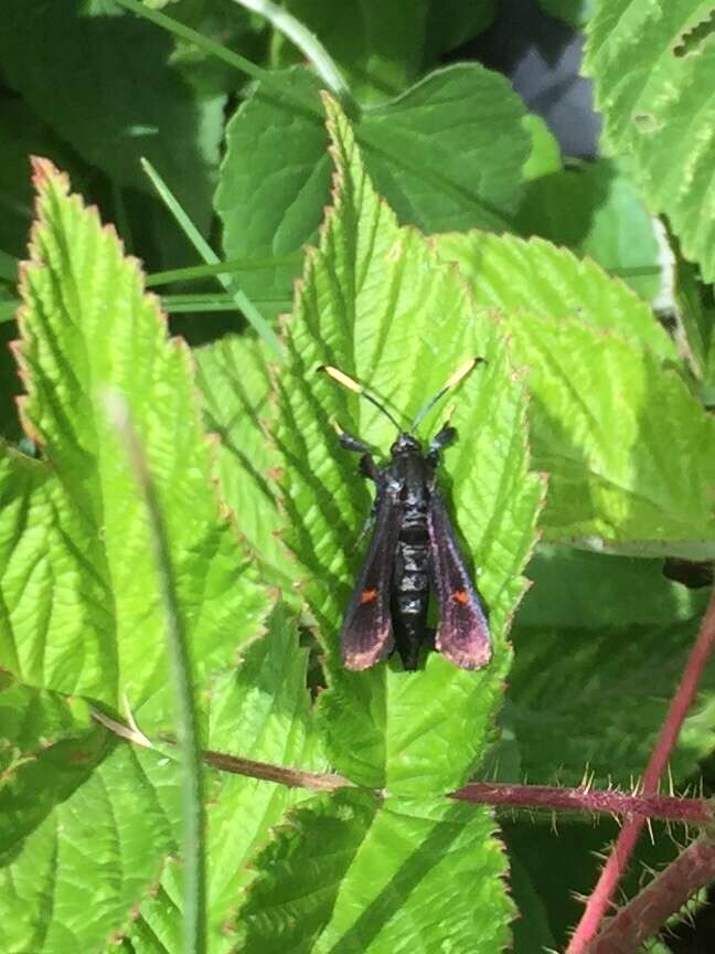 Image of Virginia Creeper Clearwing