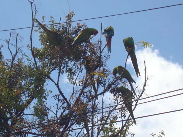 Image of Military Macaw