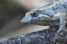 Image of Beeping Froglet