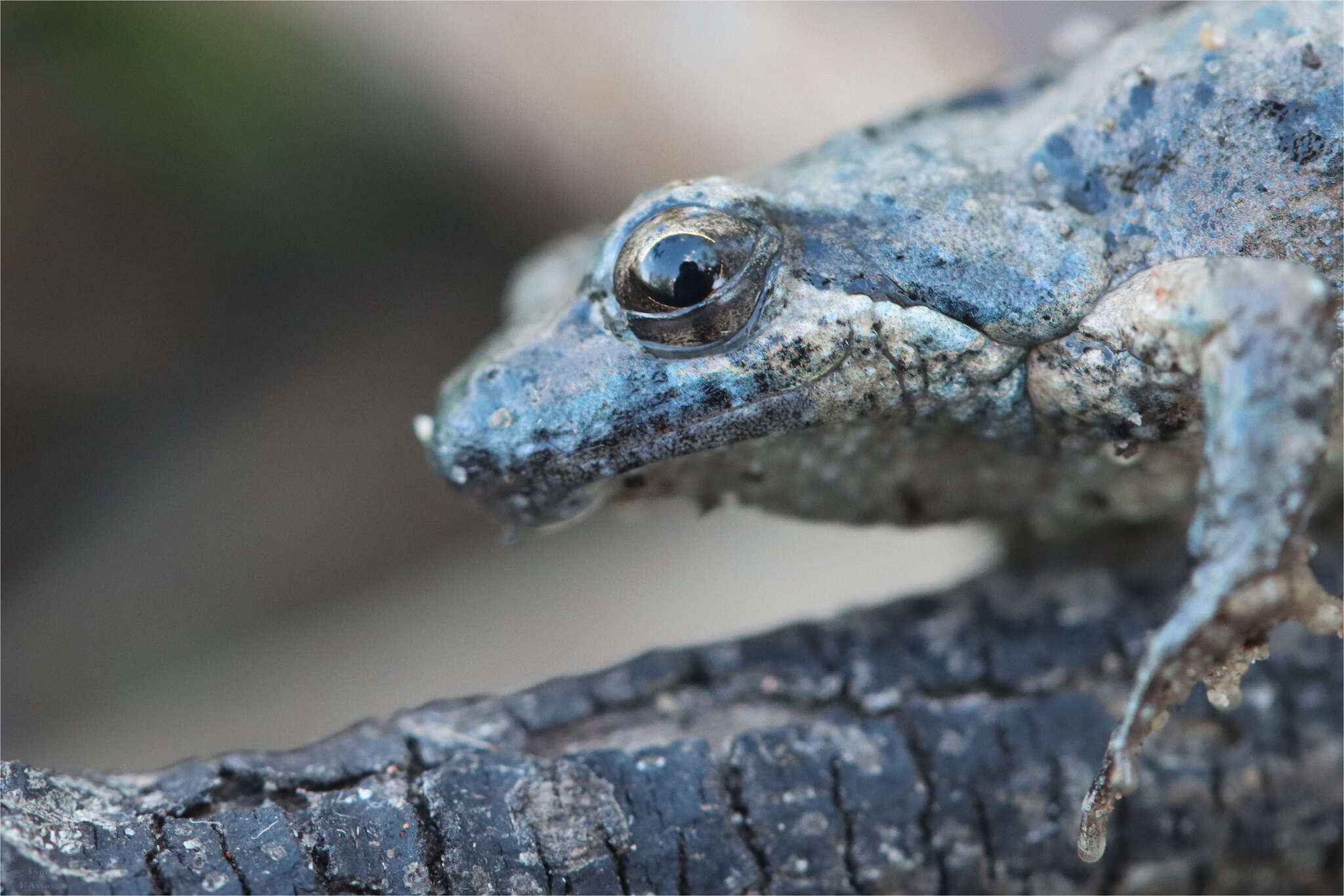 Image of Beeping Froglet