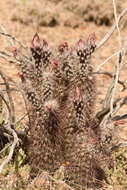 Image of Chisos Mountain hedgehog cactus