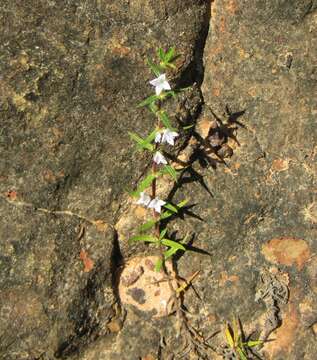 Image of stiff buttonweed