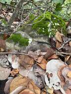 Image of Orange-bellied Racer