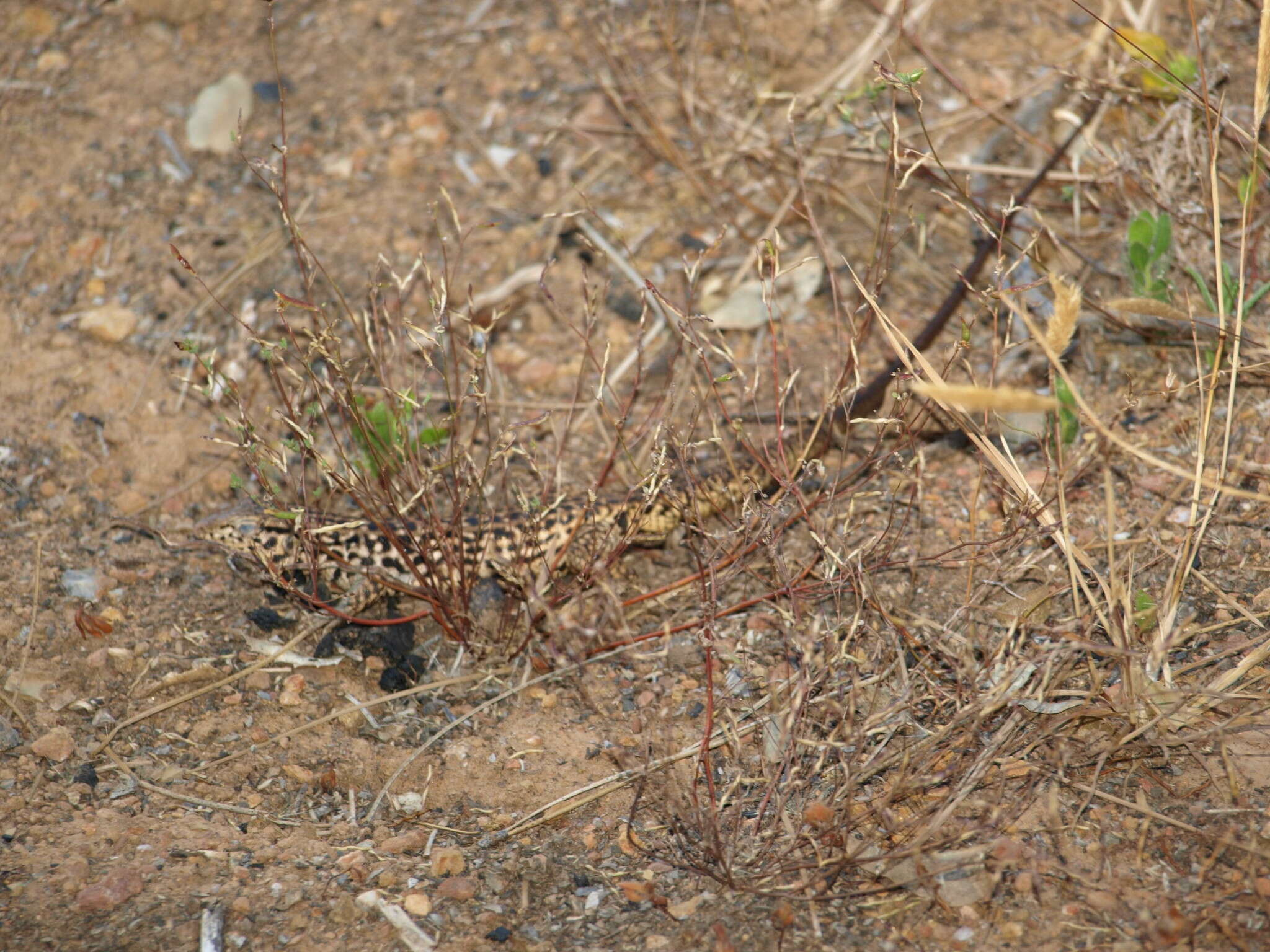 Image of Aspidoscelis tigris mundus