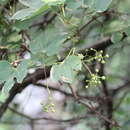 Sivun Ampelopsis humulifolia Bge. kuva