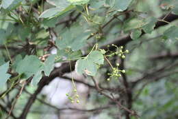 Sivun Ampelopsis humulifolia Bge. kuva