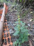 Image of Broad-leaved goldenrod