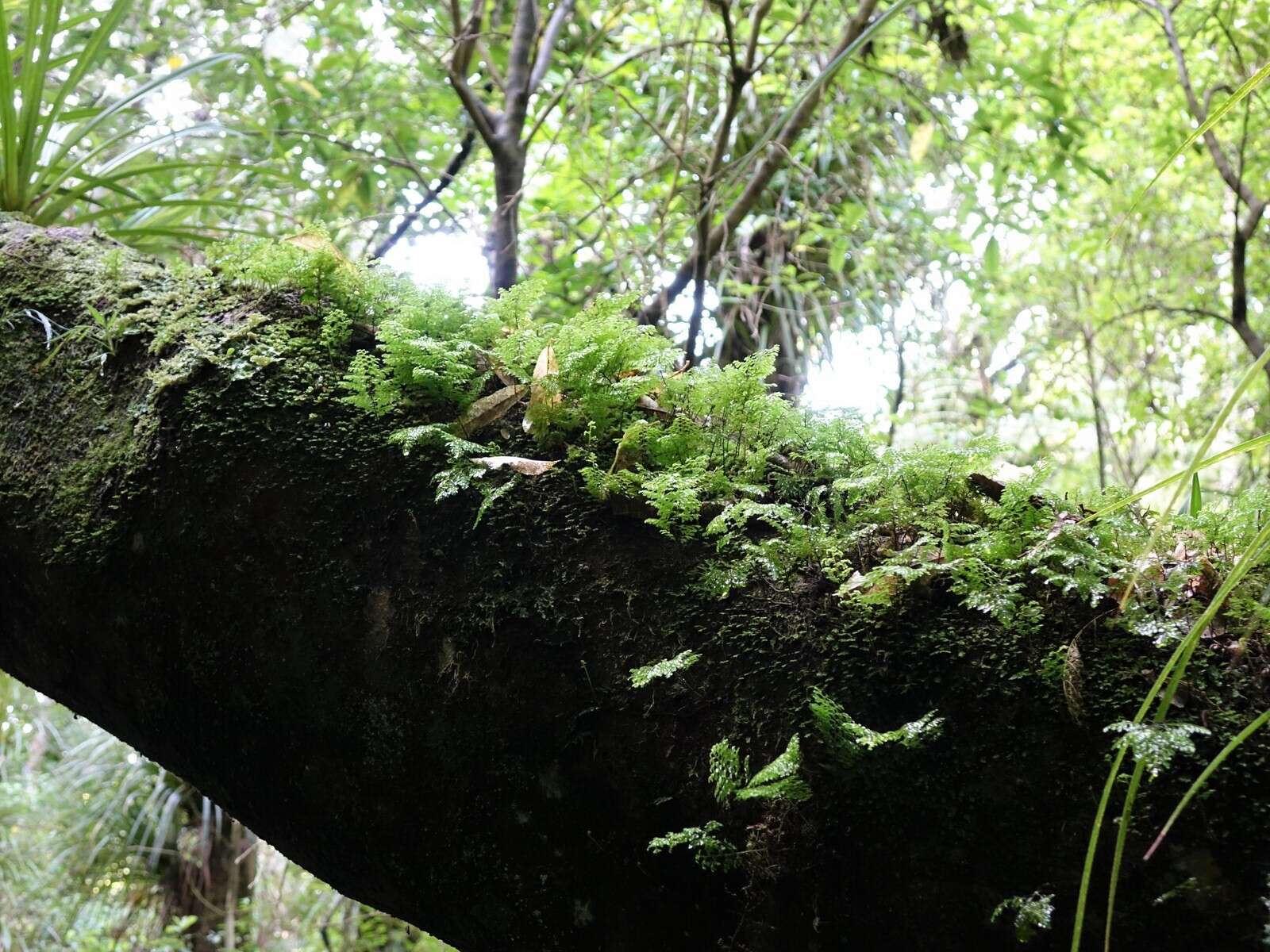 Hymenophyllum sanguinolentum (G. Forst.) Sw.的圖片