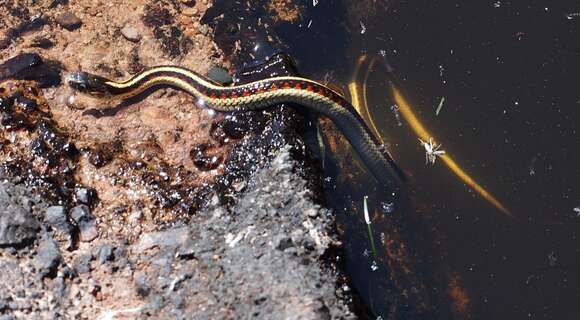 Image of Thamnophis sirtalis fitchi Fox 1951