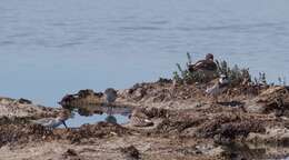 Image of Semipalmated Plover