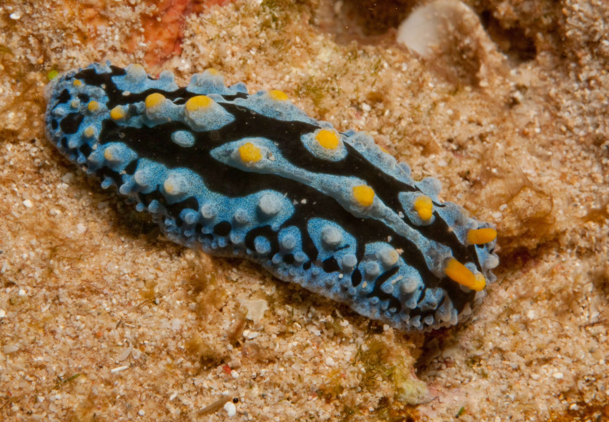 Image of Lumpy black blue orange slug