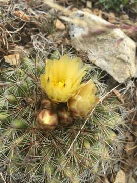 Image of mountain ball cactus