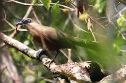 Image of Coquerel's Coua