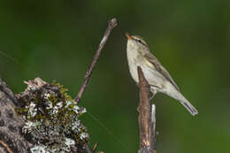 Plancia ëd Phylloscopus trochiloides (Sundevall 1837)