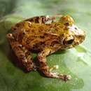 صورة Pristimantis pteridophilus (Lynch & Duellman 1997)