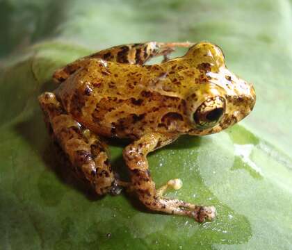 Image de Pristimantis pteridophilus (Lynch & Duellman 1997)