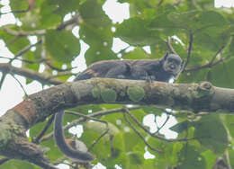 Image of Mottle-face Tamarin