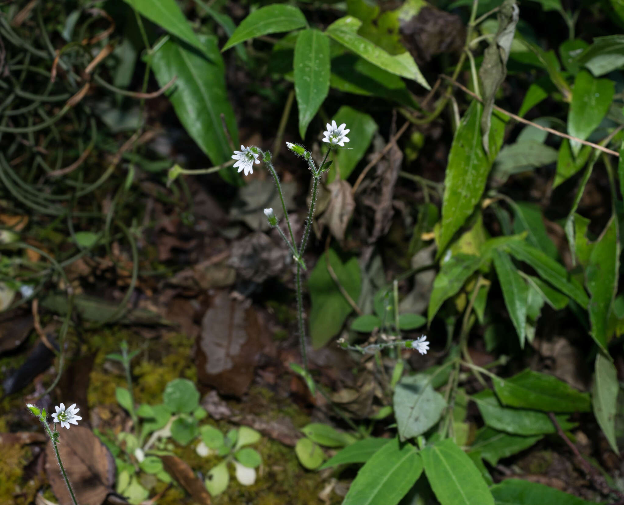 Image of Texas chickweed