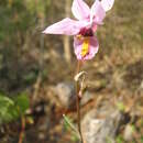 Image of Barkeria whartoniana (C. Schweinf.) Soto Arenas