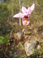 Image of Barkeria whartoniana (C. Schweinf.) Soto Arenas