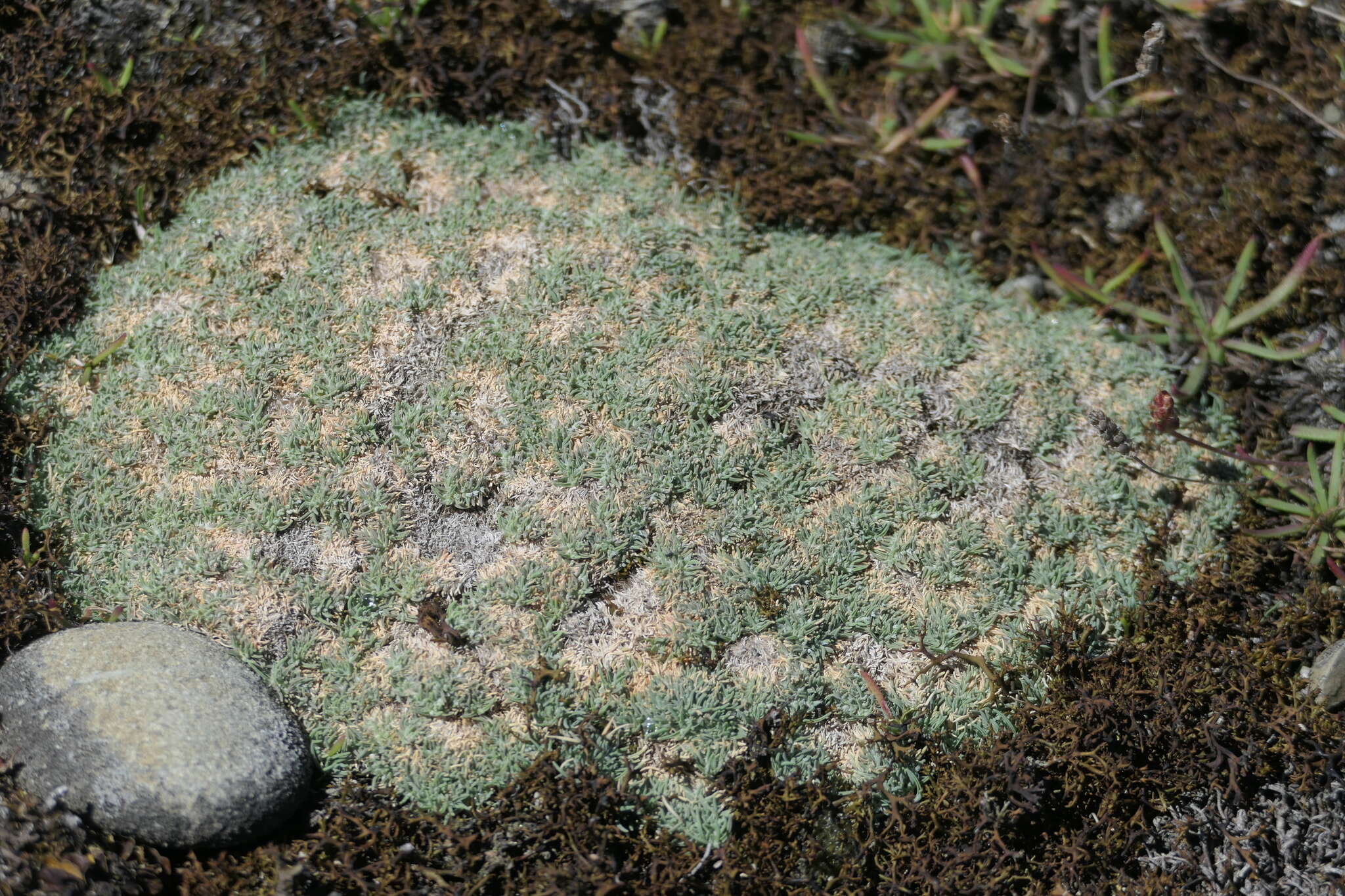 Image de Agrostis muscosa Kirk