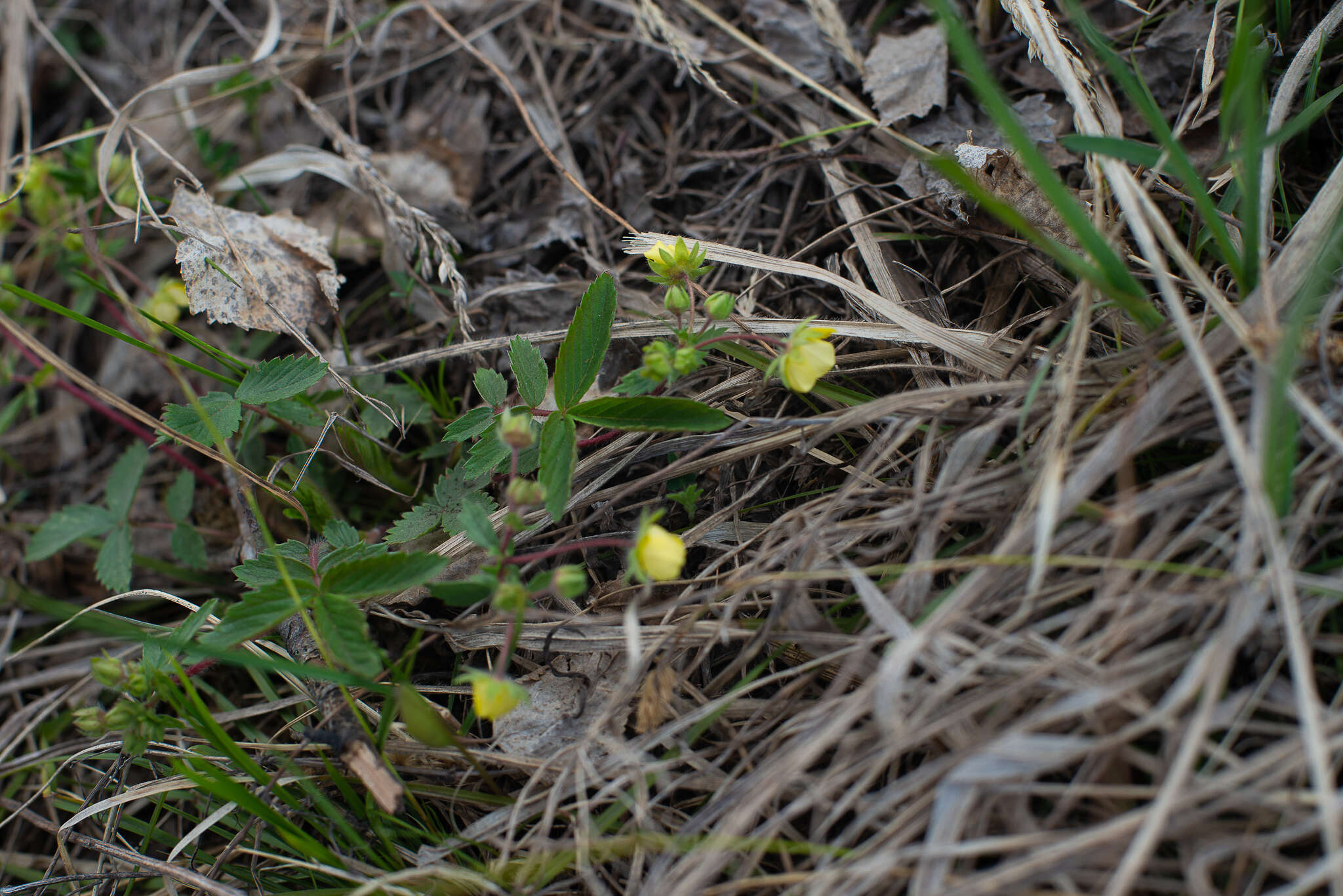 صورة Potentilla fragarioides L.