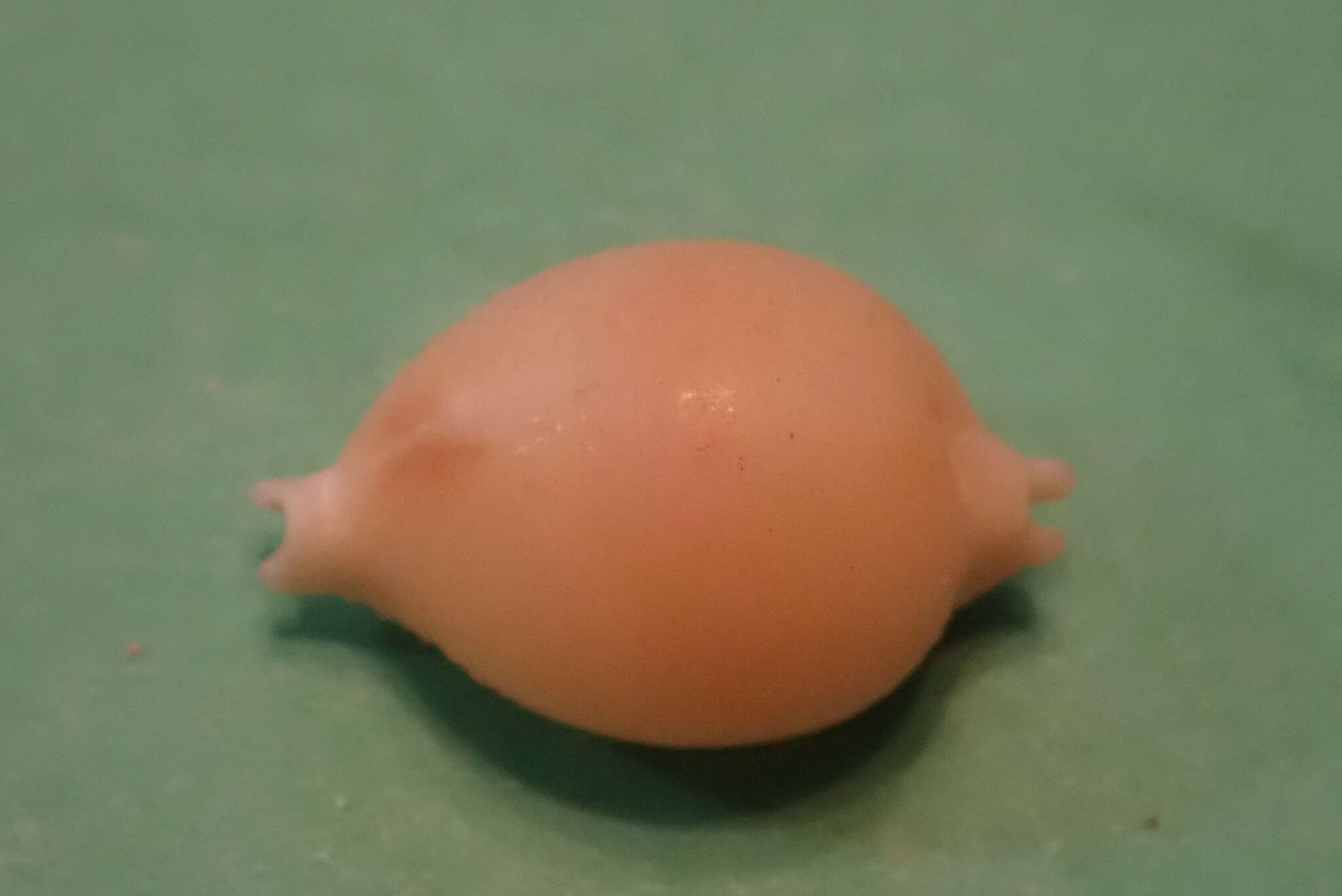 Image of treblespotted cowrie