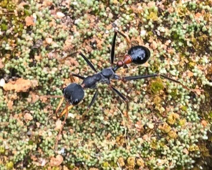 Image of Myrmecia rufinodis Smith 1858