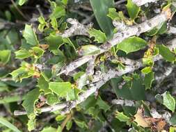 Image of Ceanothus decornutus V. T. Parker