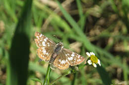 Image of <i>Burnsius orcynoides</i>