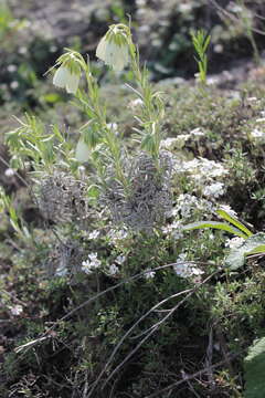 Image of Onosma tanaitica