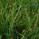 Image of Carex pseudofoetida subsp. acrifolia (V. I. Krecz.) Kukkonen