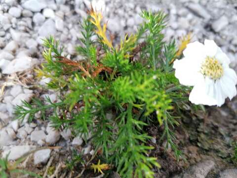 Слика од Achillea oxyloba (DC.) Sch. Bip.