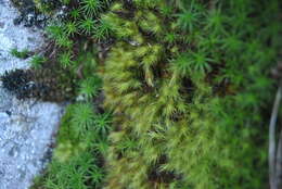 Image of Haller's bartramia moss