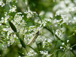 Image of Wood White