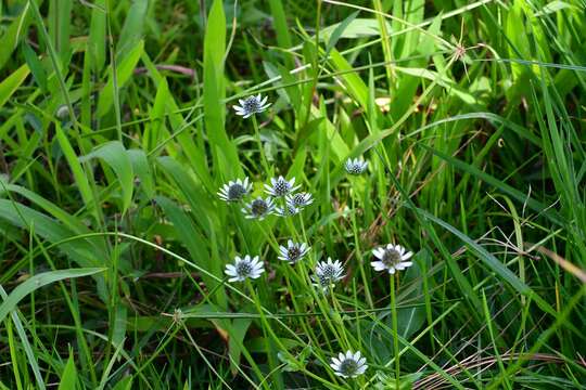 Image of Eryngium scaposum Turcz.