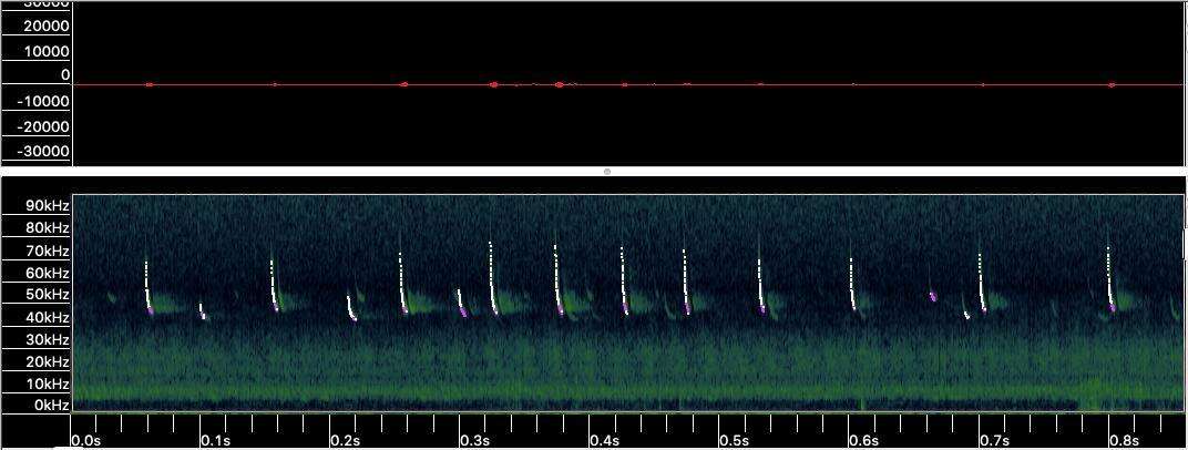 Sivun Pipistrellus abramus (Temminck 1838) kuva