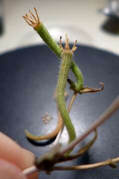 Image of desert blazingstar