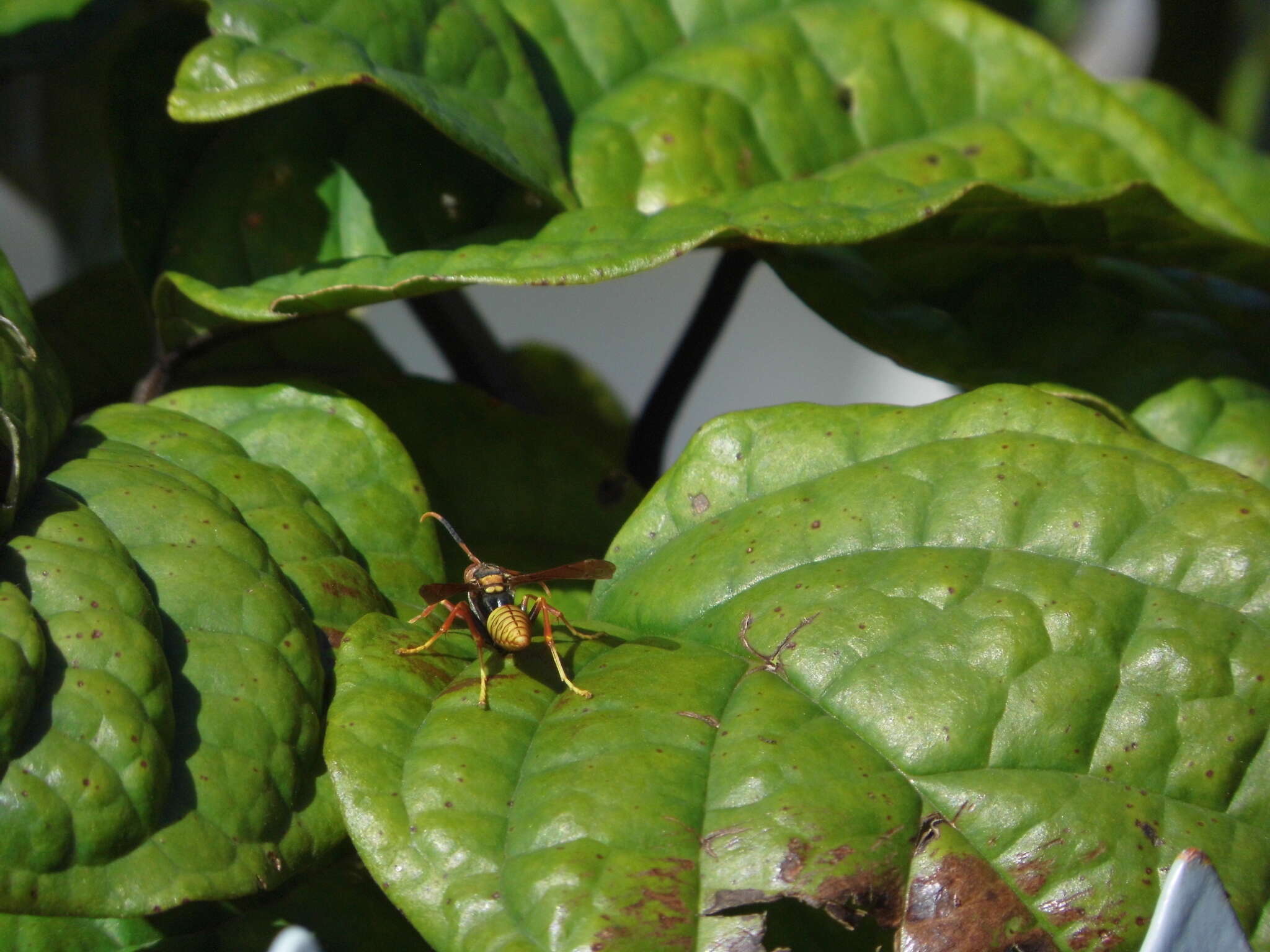 Image of Polistes cavapytiformis Richards 1978