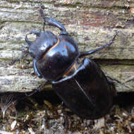 Image de Lucanus (Pseudolucanus) barbarossa Fabricius 1801