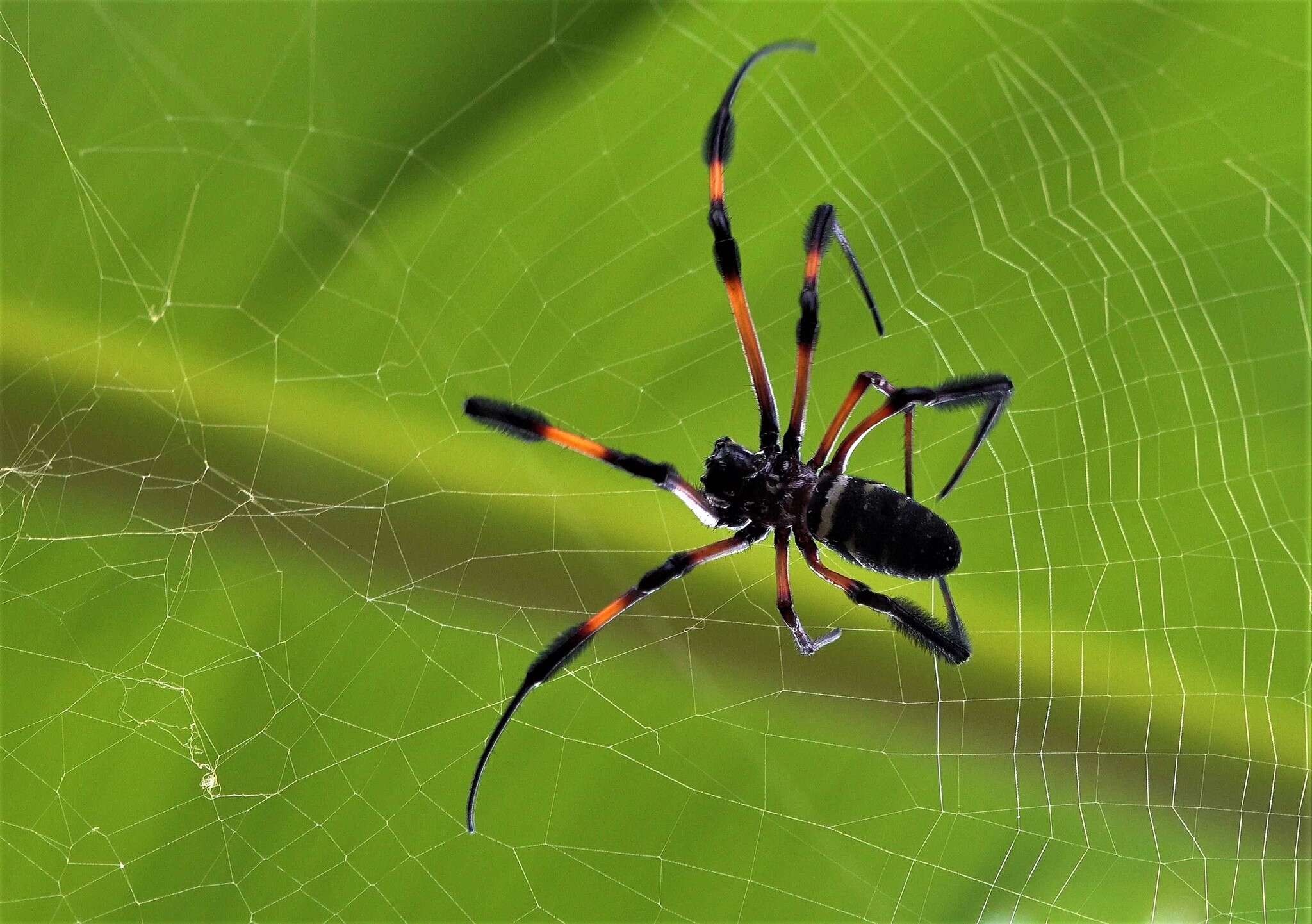 Imagem de Nephila comorana Strand 1916