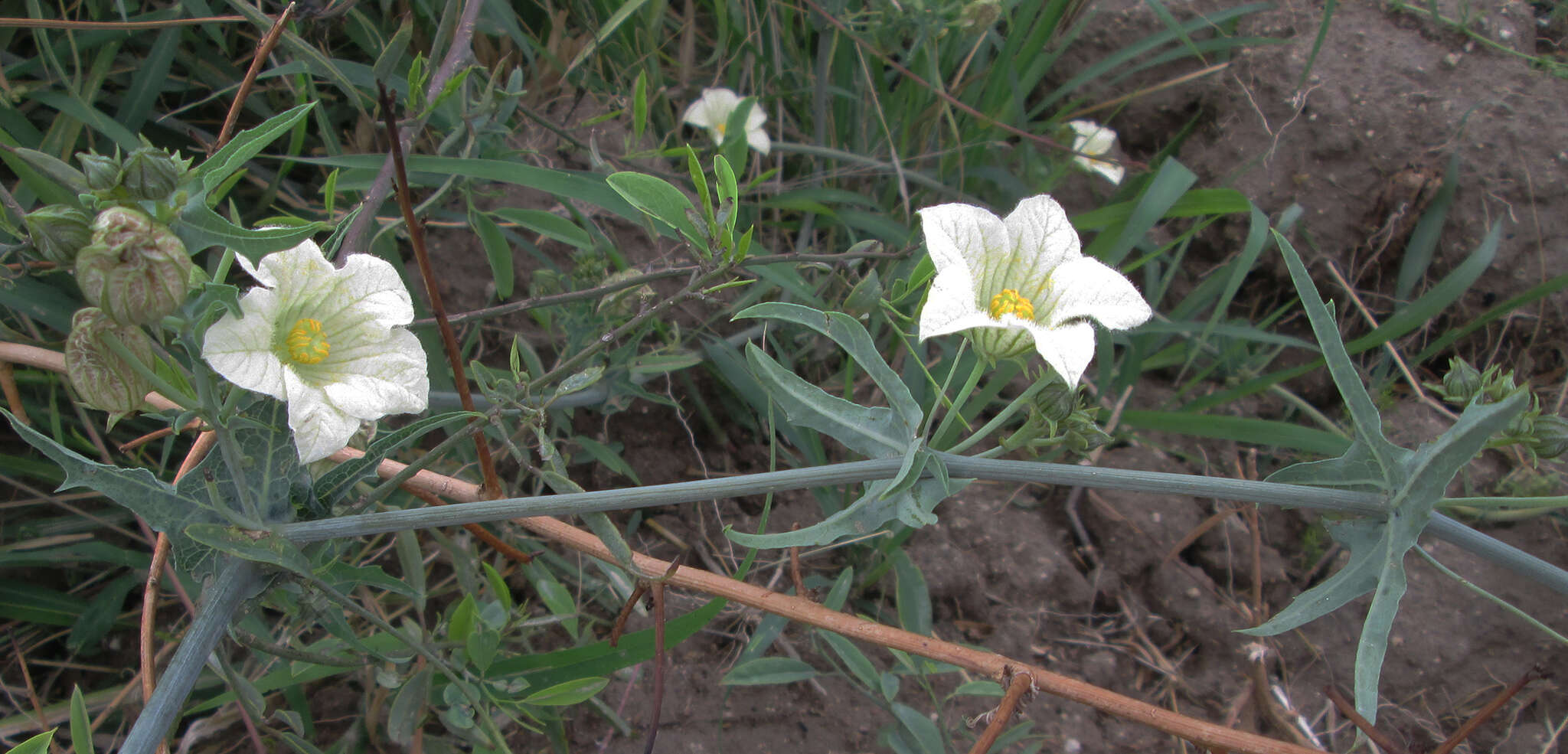 Image of Coccinia sessilifolia var. sessilifolia