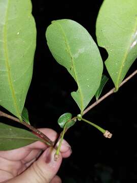 Image de Desmopsis bibracteata (B. L. Rob.) Saff.