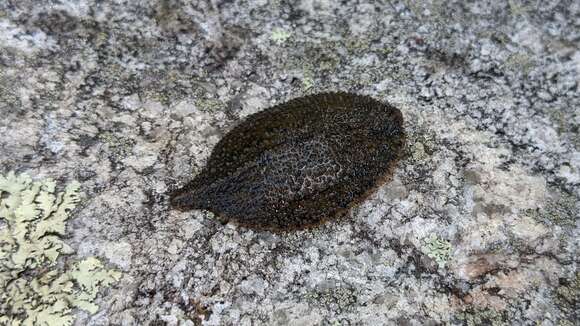 Placobdella papillifera (Verrill 1872) resmi