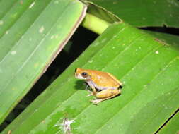 Image of Koechlin's Treefrog