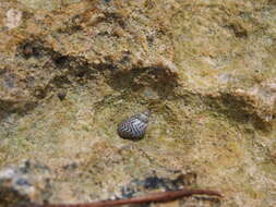 Image of zebra periwinkle