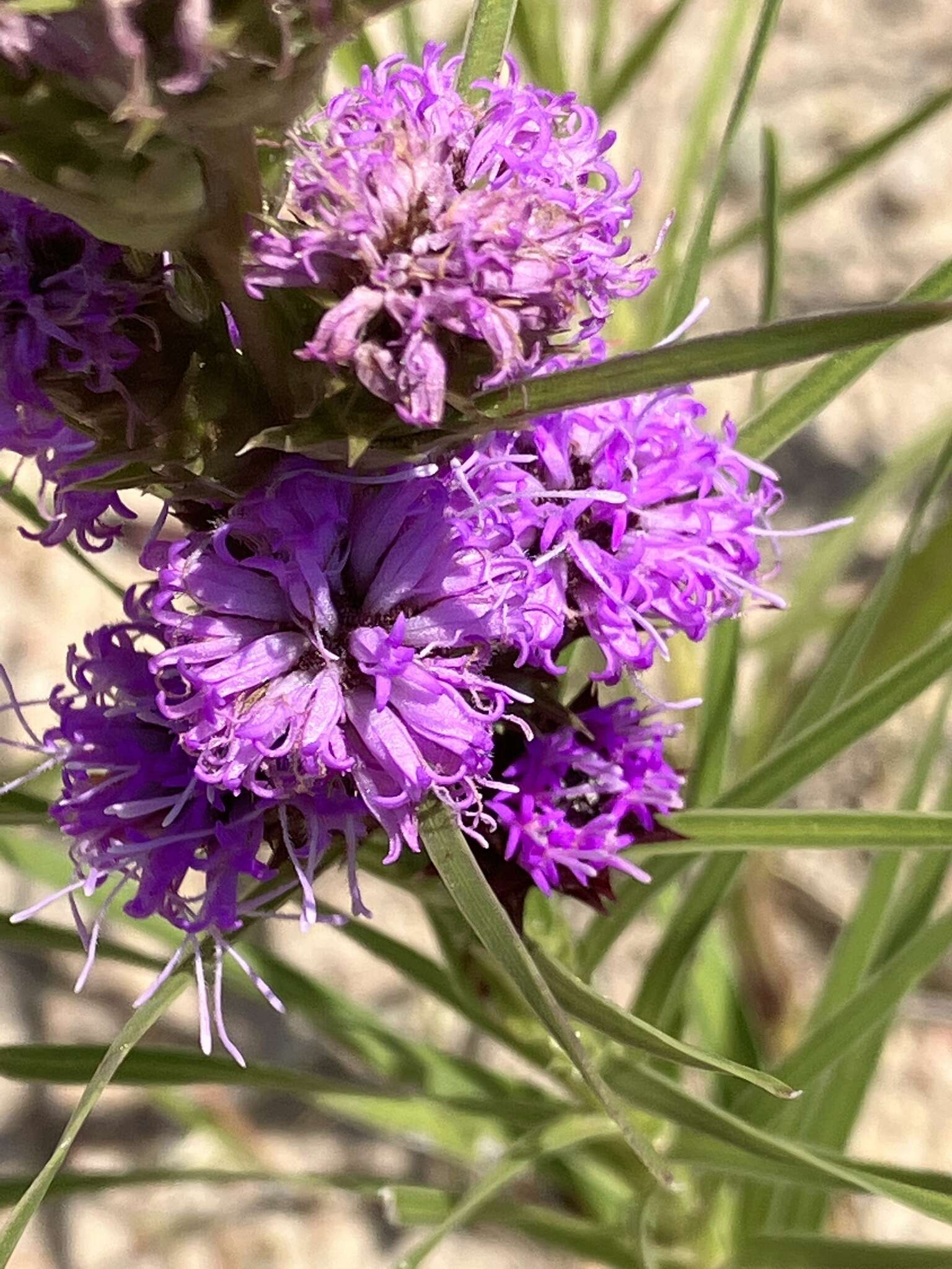 Image de Liatris squarrosa var. glabrata