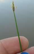 Image of Flat-Stem Spike-Rush